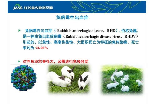 新型兔瘟2型研究进展 农业科学研究的挑战与突破