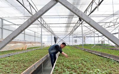 从一粒种子到一片产业 盟市农业科技创新的发展路径