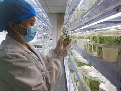 喜报！潜山市荣获“中国瓜蒌之乡”称号，农业科研与试验发展成就斐然